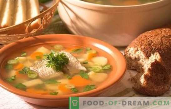 The perch soup is a delicious soup at home. How to cook an ear from a perch: secrets, recipes, tips