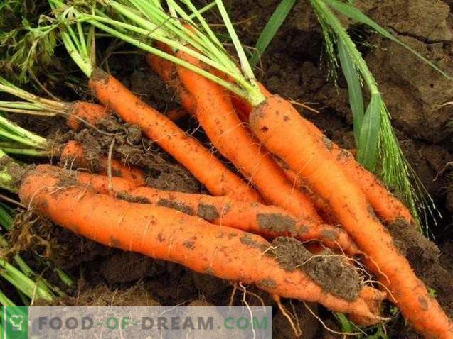 Proprietà utili delle carote