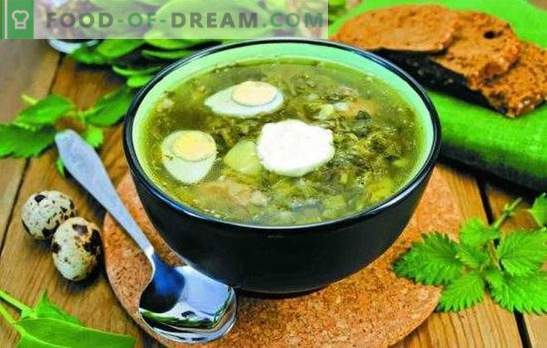 Zuppa di acetosa - veloce, fresca, saporita. Semplici ricette di zuppa di acetosa senza carne, su brodo di osso, con petto, su crema
