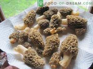 When to collect morels