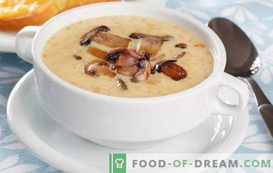 Zuppa di crema di funghi - la follia dei gusti e degli aromi! Una selezione di ricette per una varietà di zuppe di crema di funghi per ogni giorno