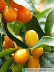 Kumquat: beneficio e danno